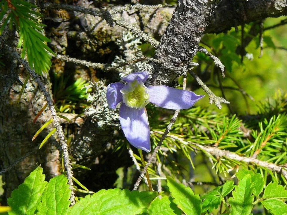 Powojnik alpejski