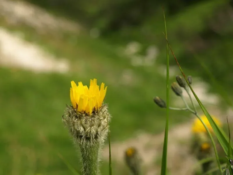 Kwiat nad źlebem