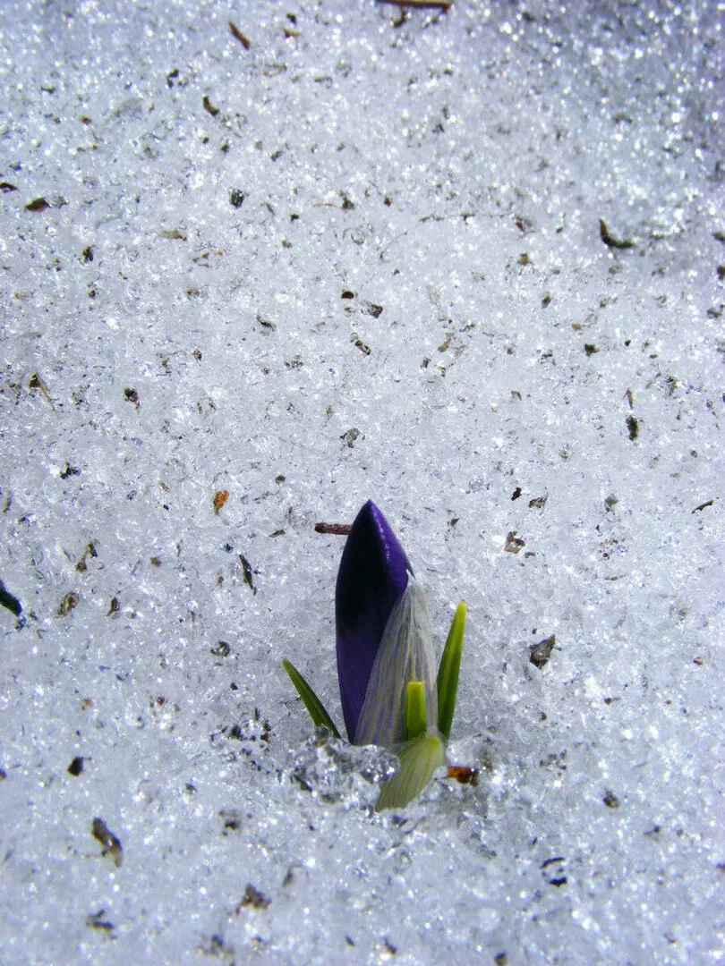 Krokus - śnieg
