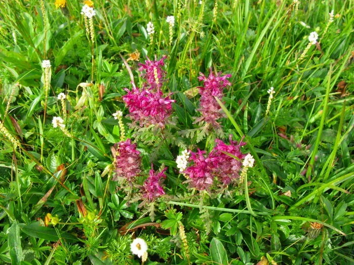 Gnidosz Okółkowy Pedicularis verticillata
