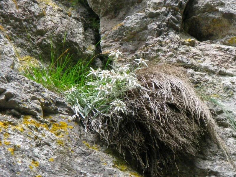 Szarotka Leontopodium alpinum