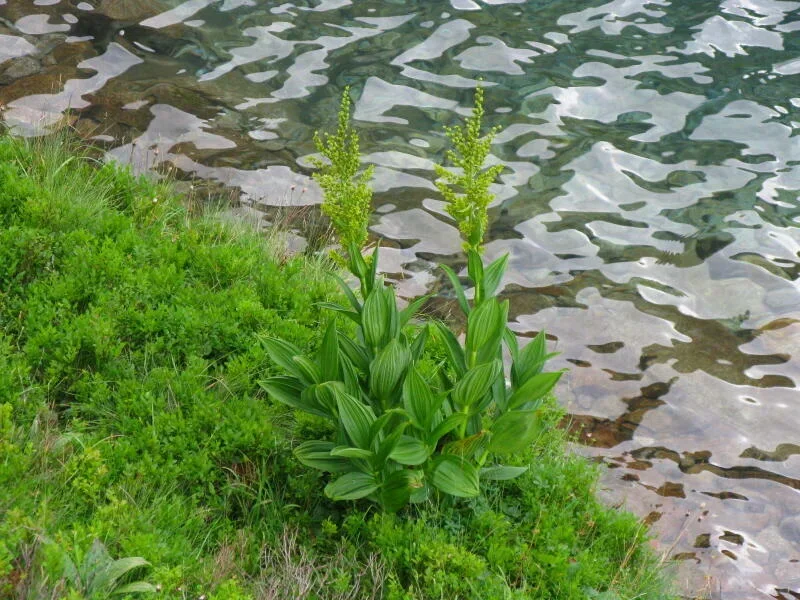 Ciemiężyca Zielona Veratrum lobelianum