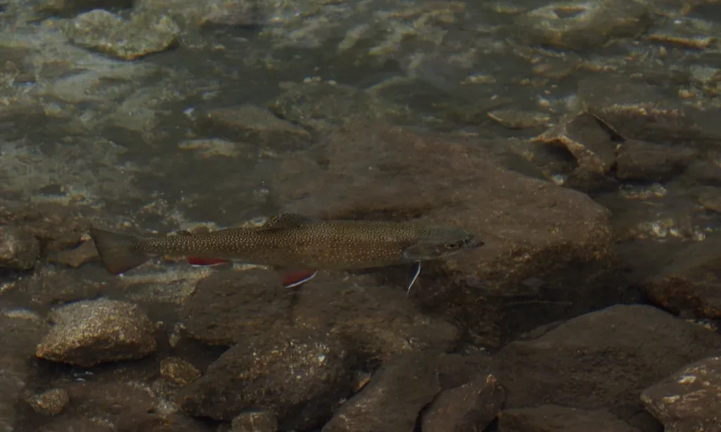 Pstrąg w Czarnym Stawie Gąsienicowym
