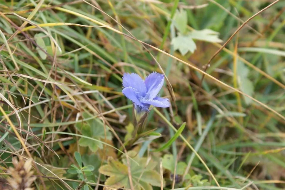 Goryczuszka orzęsiona