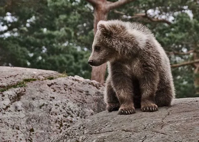 Mały Niedźwiadek. Ale nie myślcie ,że nie jest niebiezpieczny