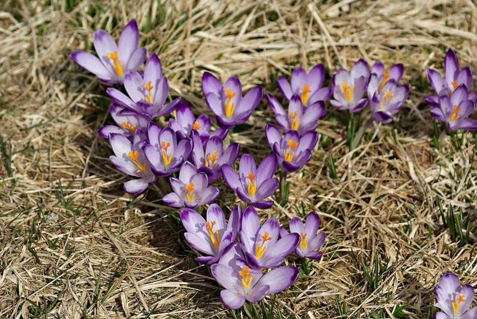 Krokusy