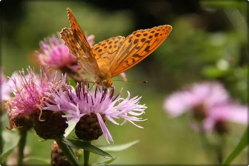 Motyl