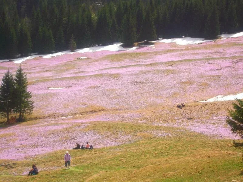 Kalatówki - Morze Krokusowe