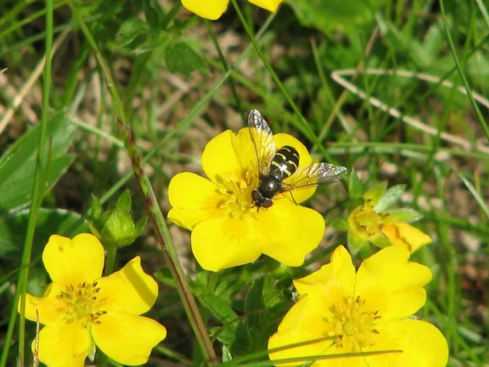 flora i fauna
