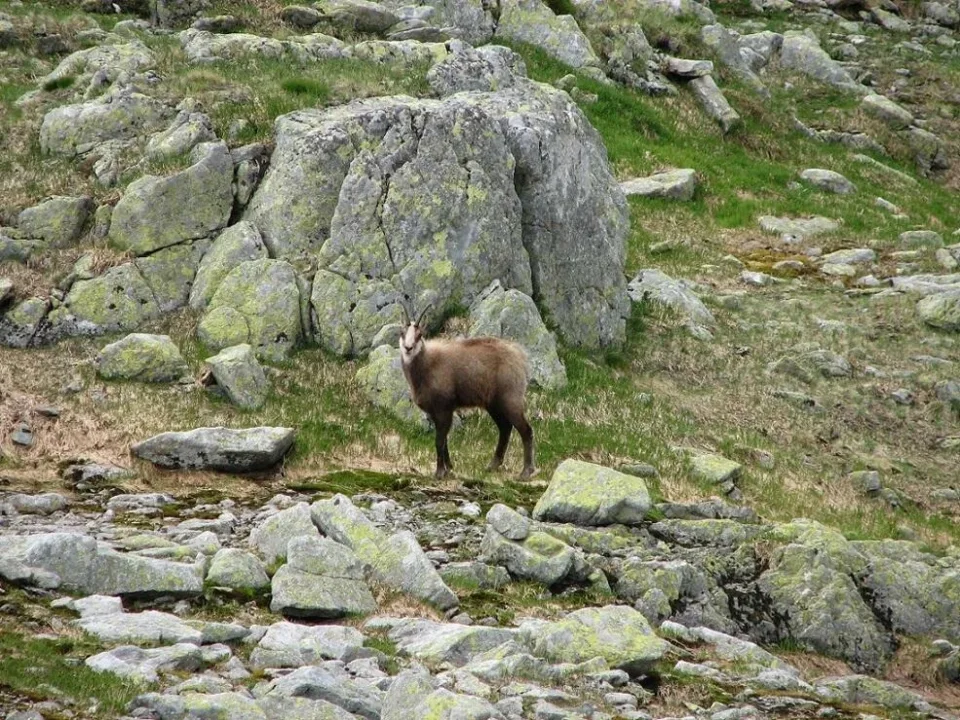 kozica pod Polskim Grzebieniem