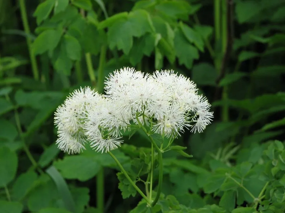 Rutewka ostrolistna
