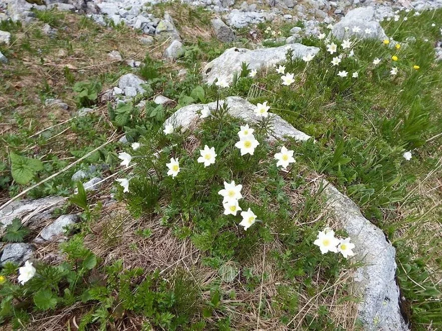 sasanka alpejska (Pulsatilla alpina)