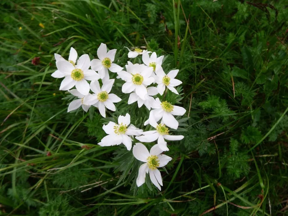 zawilec narcyzowaty