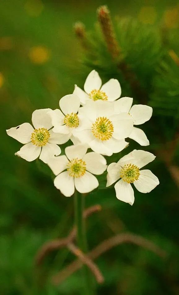 Zawilec narcyzowy
