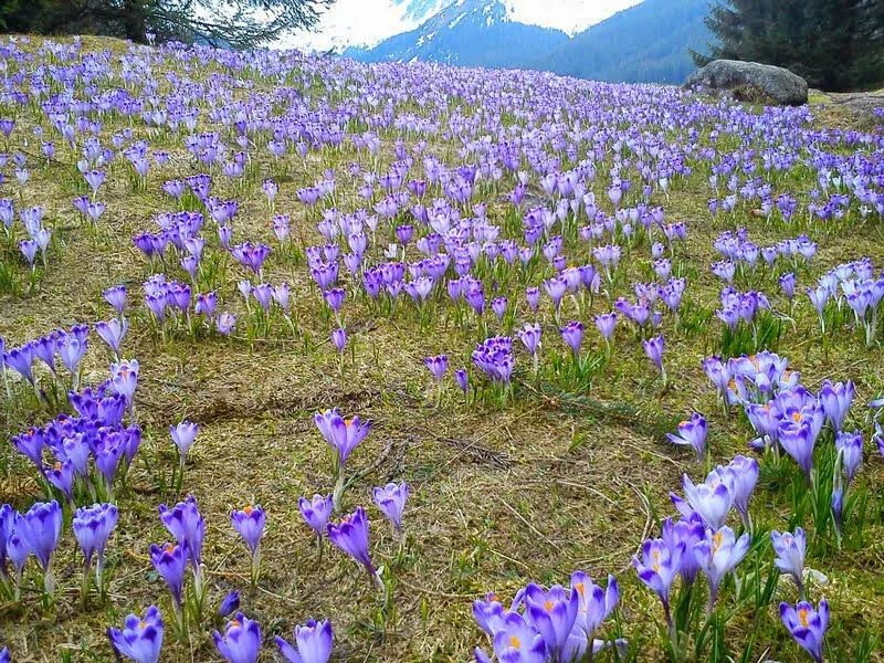 wiosna