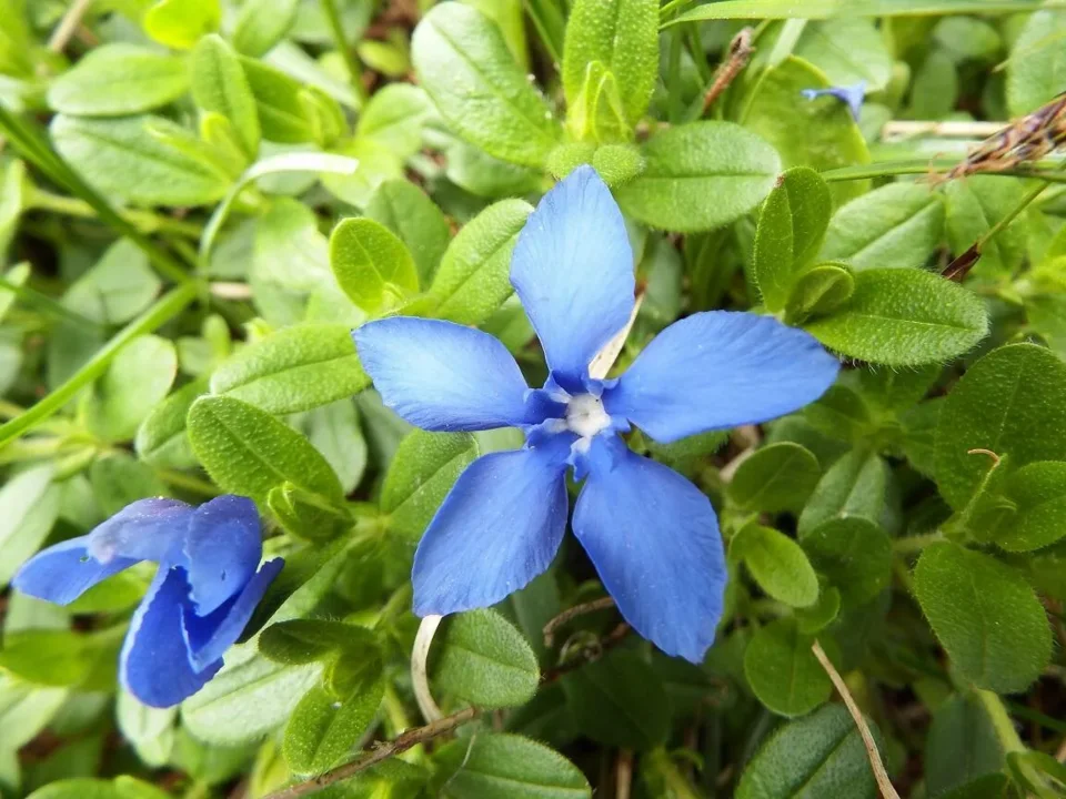 Goryczka wiosenna