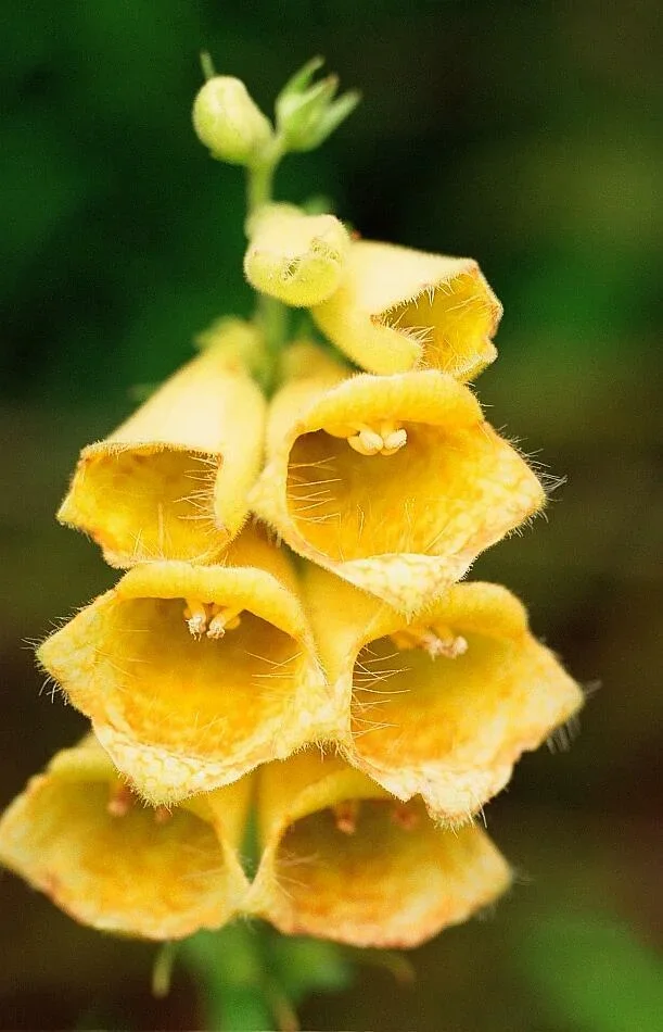 Naparstnica zwyczajna