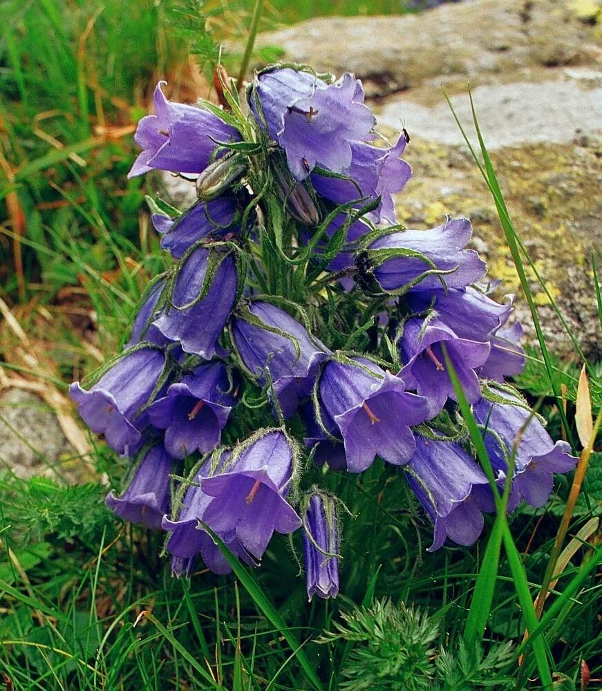 Dzwonek alpejski