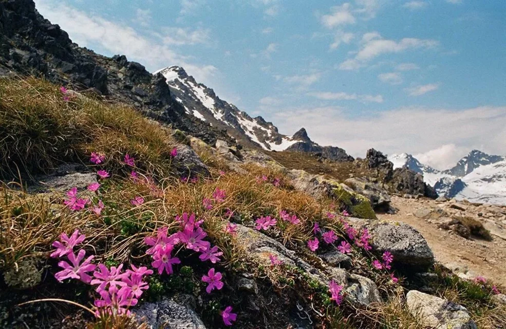 Tatry są Wysokie a pierwiosnek tylko maleńki. Widok ze szlaku na Sławkowski Szczyt