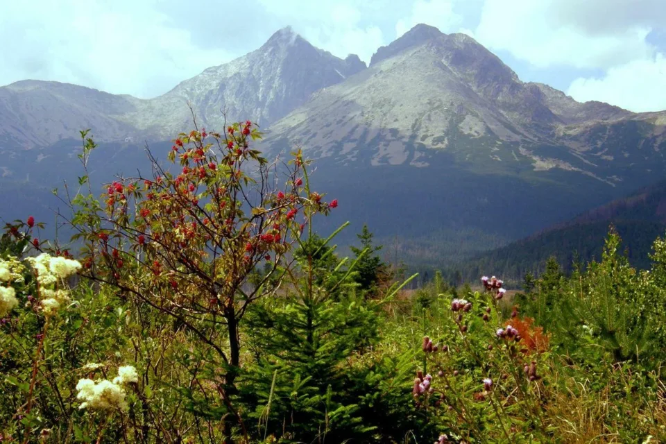 Łomnica 2008