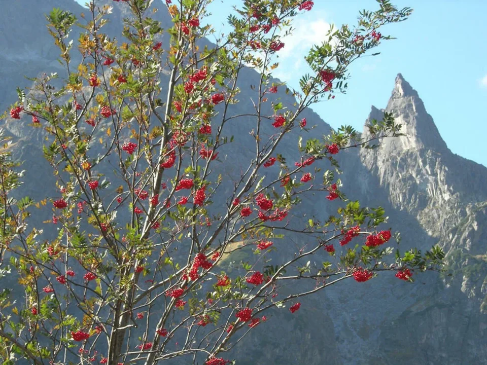 MNICH