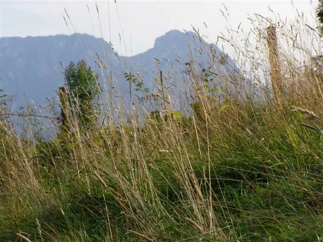giewont