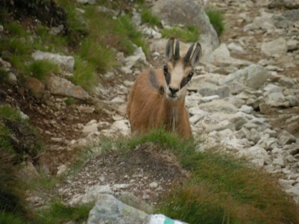KOZICA NA GABOROWEJ