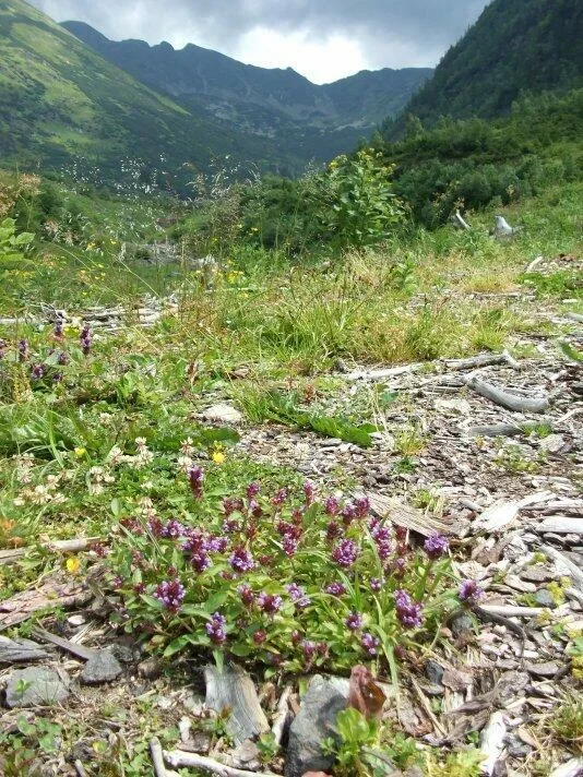 v Kotline pod Ciernymi stenami