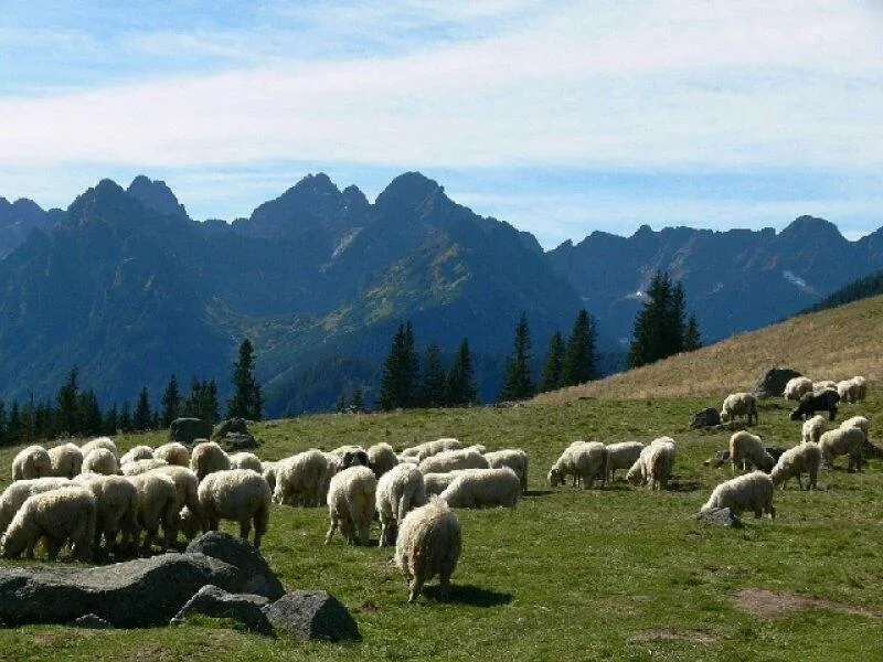 Spotkanie informacyjno-szkoleniowe dotyczące zagadnień pasterskich „Karpaty łączą - Redyk Karpacki 2013”