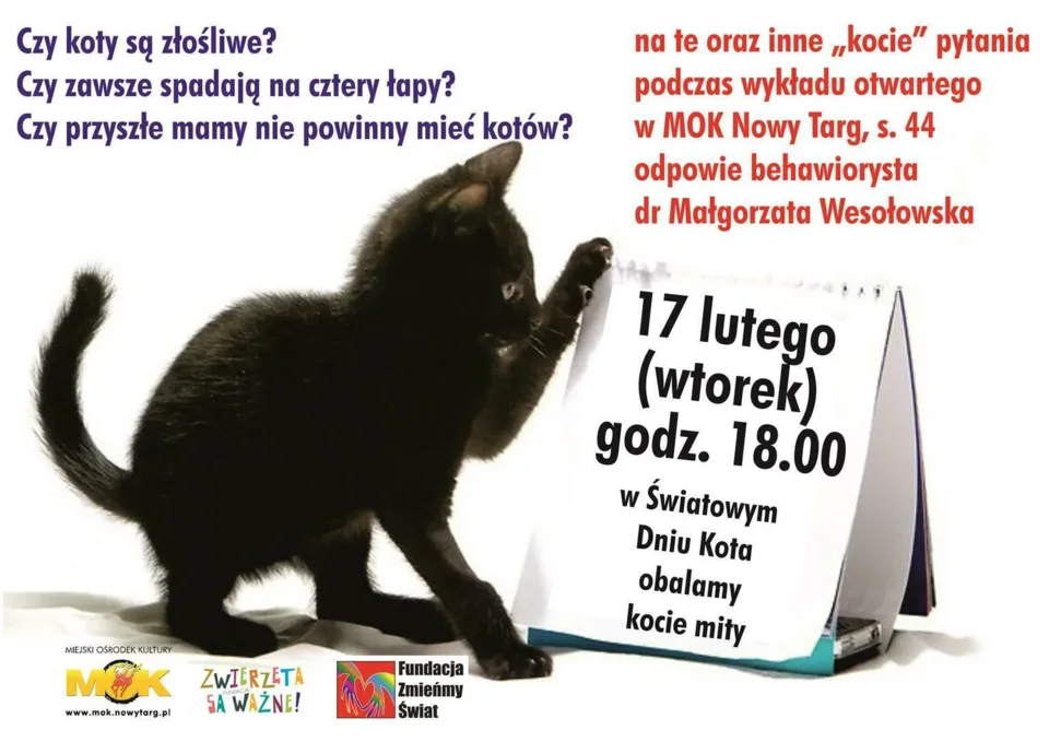 Obalamy kocie mity w Światowy Dzień Kota
