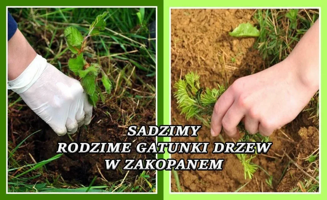 Sadzimy rodzime gatunki drzew w Zakopanem
