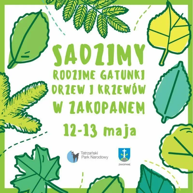 Sadzimy rodzime gatunki drzew w Zakopanem