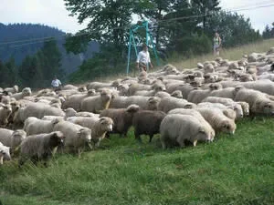 Dojenie po unijnemu