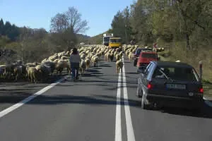 Owce schodzą z gór