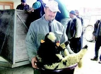 Jagnięta z Podhala pojechały do Włoch