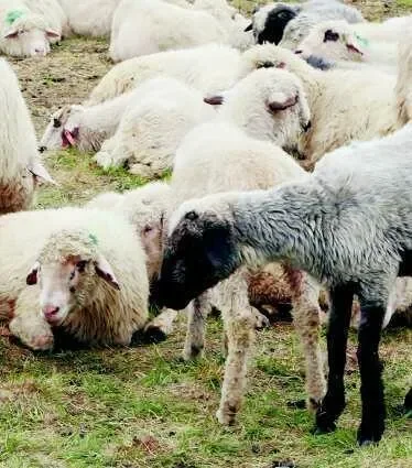 Dotacje rządowe mają uratować owczarstwo