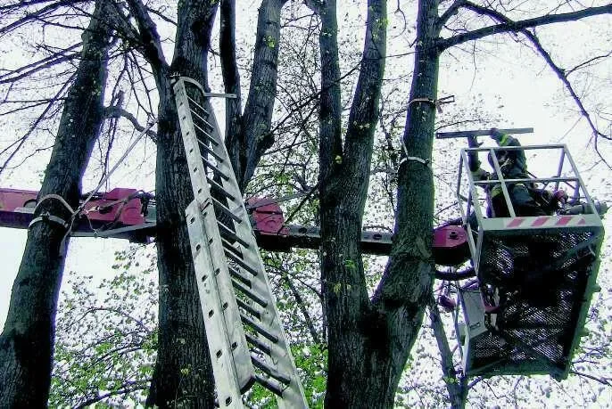 NOWY TARG. Metalowe klamry powinny uratować 100-letnią lipę przed zawaleniem
