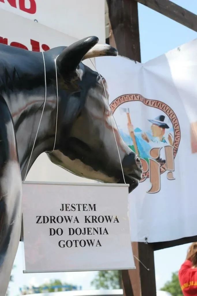 Jedyna tak dojna krowa [zobacz video i zdjęcia!]