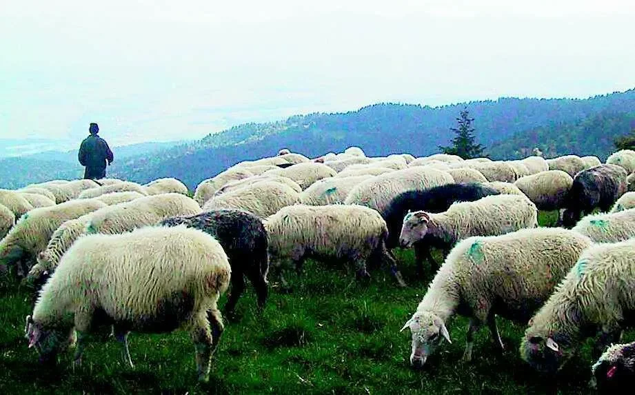 Wilk syty, ale góral bez odszkodowania