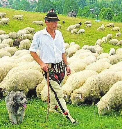 Bacowie chcą egzaminu z wyrabiania oscypka
