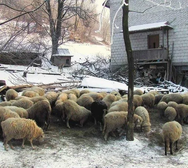 Czy nie można poprawić losu tych owieczek?