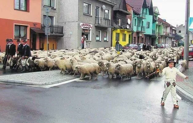 Furczoń nie wycofa swojego wniosku o jagnięcinę