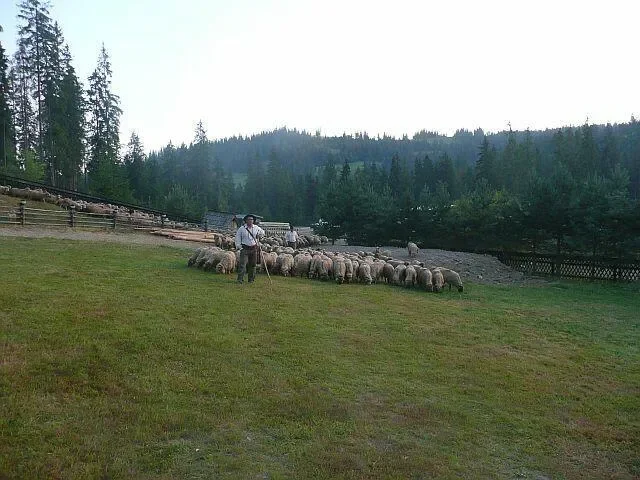 „REDYK KARPACKI” DOTARŁ NA PODTATRZE
