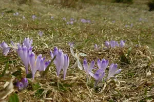 Krokusy i... kapusta