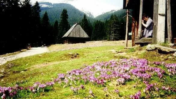 W krokusowej krainie