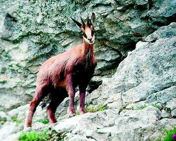 Capy na grani