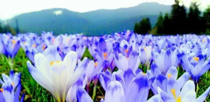 Tatrzańskie łąki wyłożone są dywanami z krokusów. Wiosna szybko wkracza w Tatry