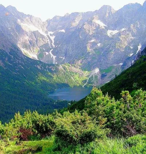 Kosodrzewinie zagraża... balsam?