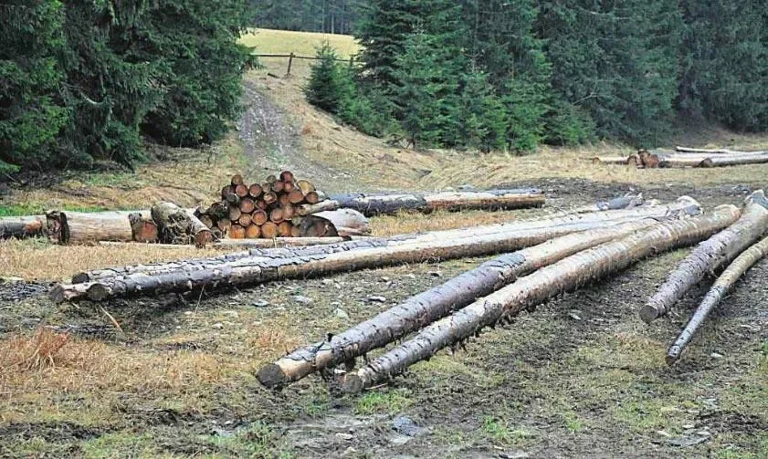Zrywka drzewa przed zimą