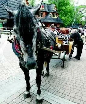 Letnie kino połączy Sopot i Zakopane